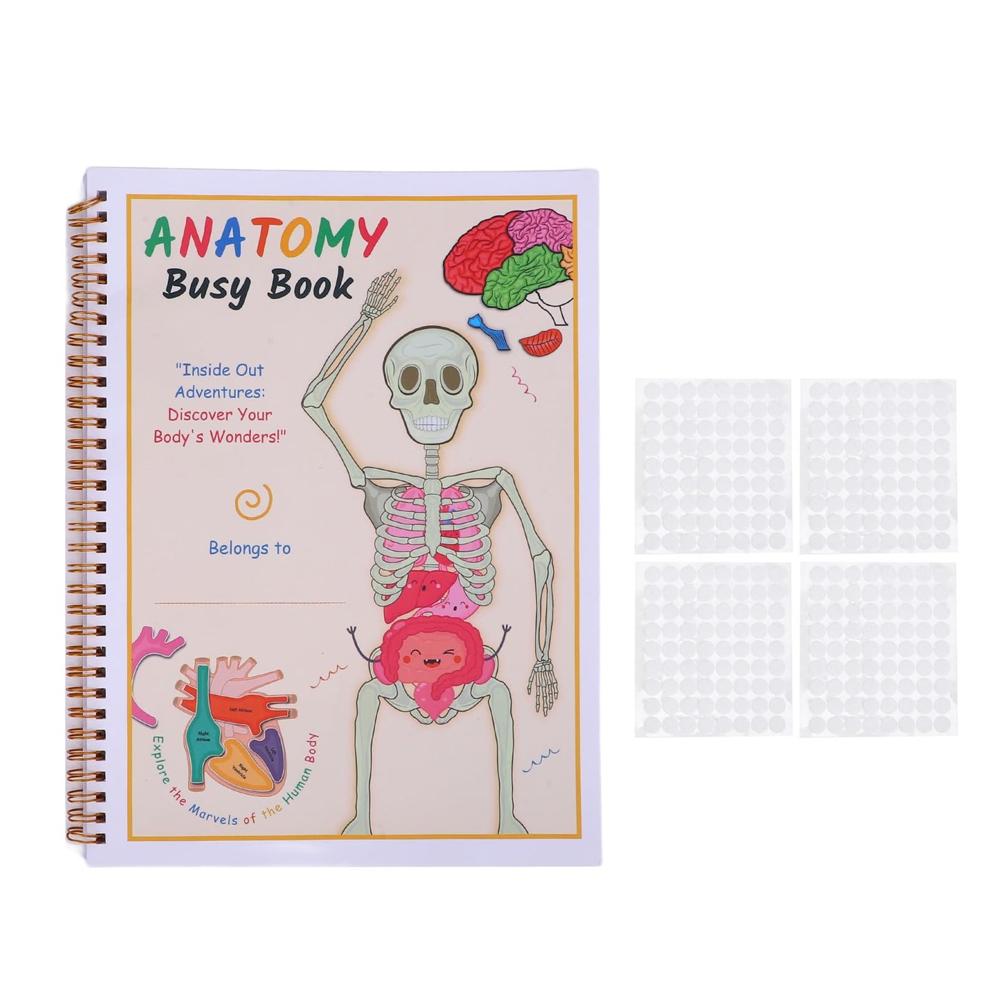 Libro Interactivo de Anatomía del Cuerpo Humano