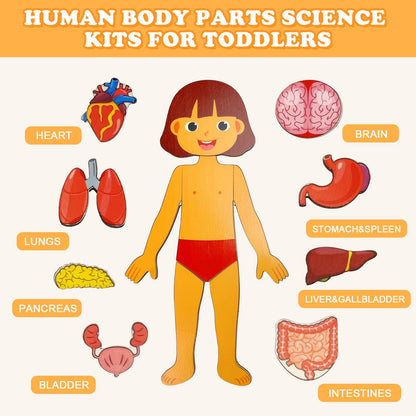 Rompecabezas de Cuerpo de Madera para Niños