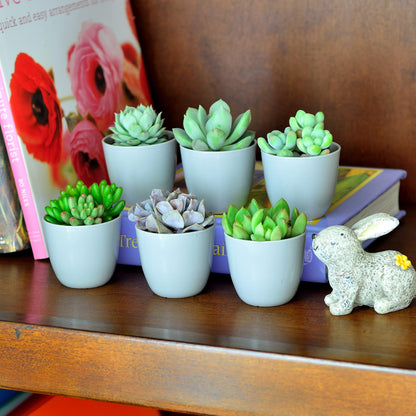 Youngever Paquete de 24 mini macetas de plástico de 2.0 in