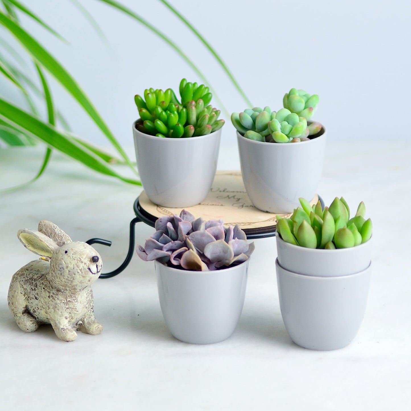 Youngever Paquete de 24 mini macetas de plástico de 2.0 in