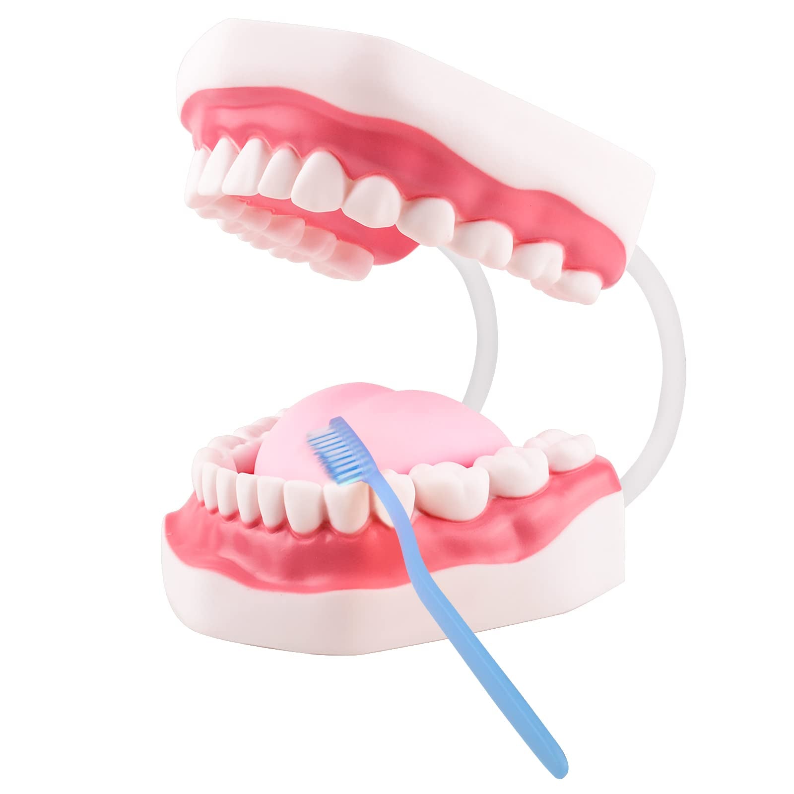 Modelo de boca Bisagra blanca para terapia del habla, ideal para cepillar, enseñar dientes dentales, modelo para niños