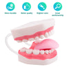 Modelo de boca Bisagra blanca para terapia del habla, ideal para cepillar, enseñar dientes dentales, modelo para niños