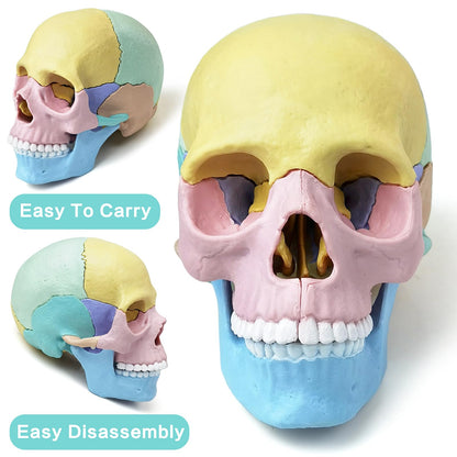 Modelo de cráneo de anatomía, rompecabezas de 17 partes de cráneo