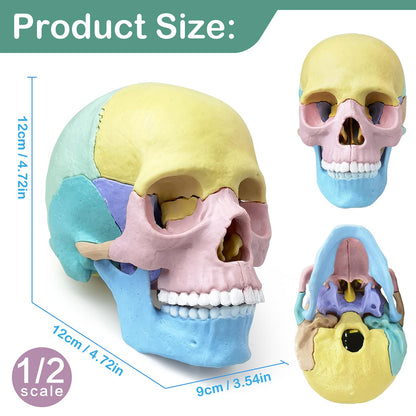 Modelo de cráneo de anatomía, rompecabezas de 17 partes de cráneo
