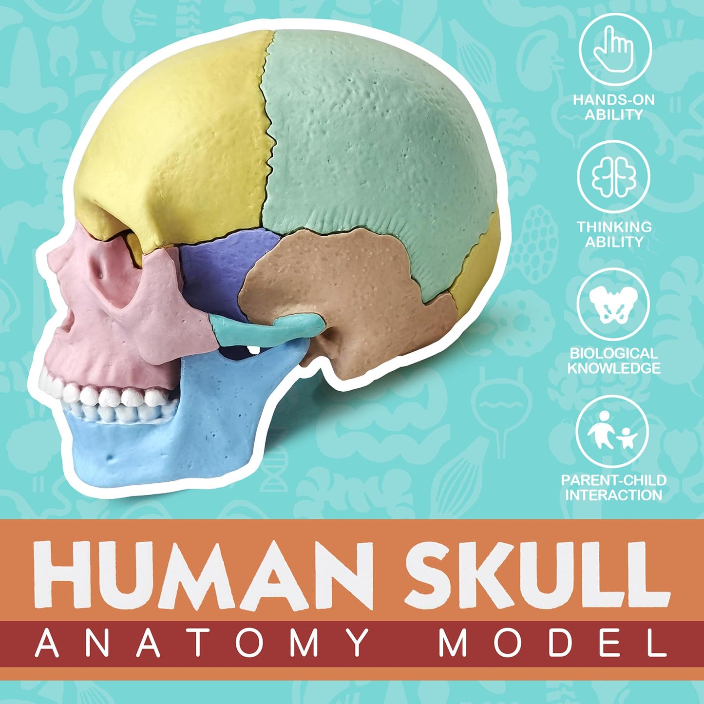 Modelo de cráneo de anatomía, rompecabezas de 17 partes de cráneo