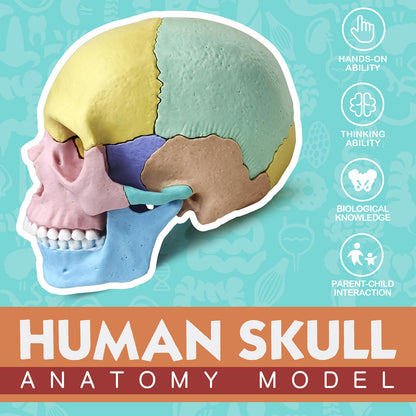 Modelo de cráneo de anatomía, rompecabezas de 17 partes de cráneo