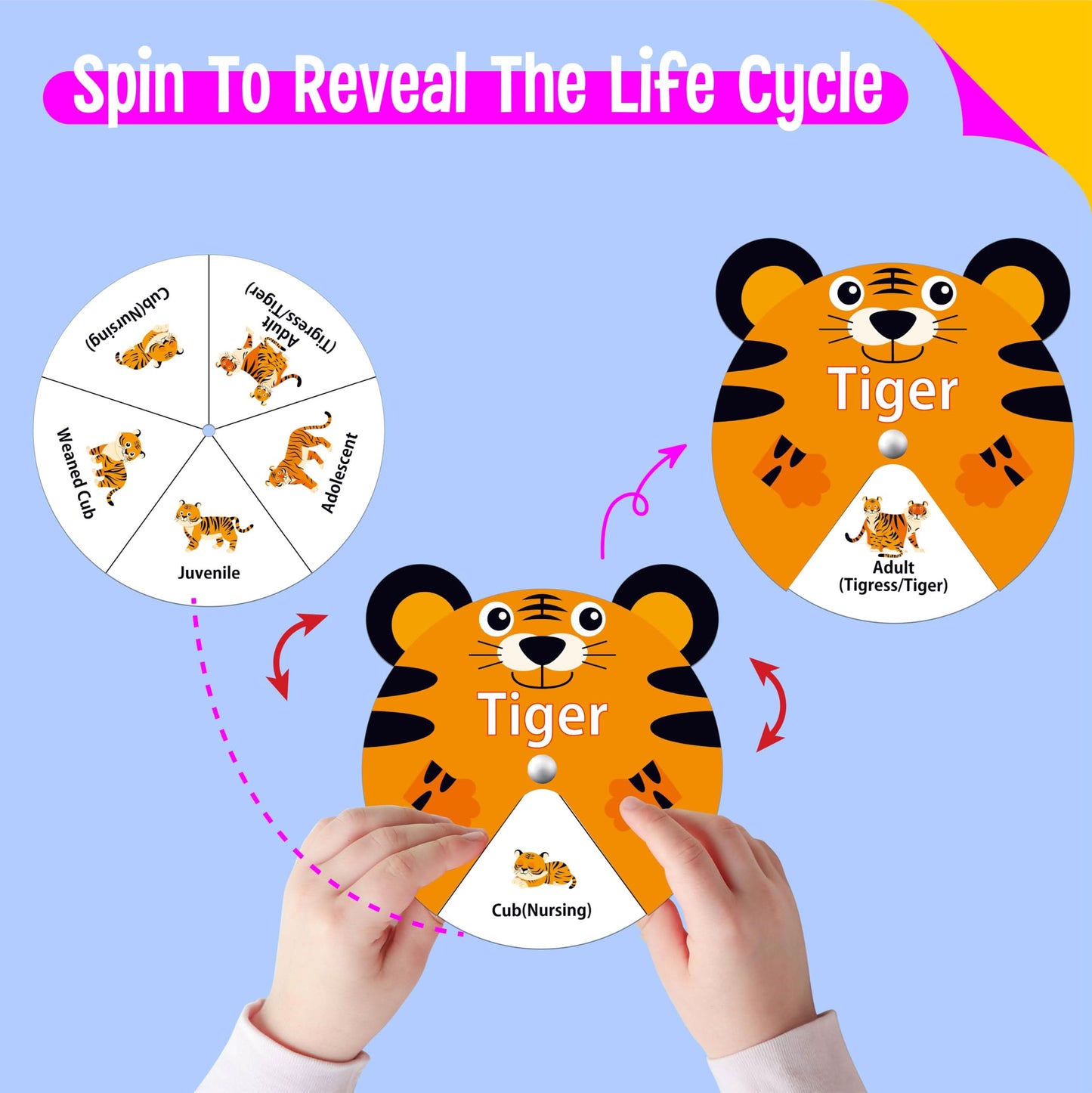 30 piezas de hilanderos de ciclo de vida, 20 animales y 10 plantas