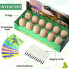 Kit de excavación de huevos de dinosaurio