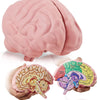 Modelo cerebral de espuma de sección transversal, gran herramienta educativa para aprender