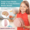 Modelo cerebral de espuma de sección transversal, gran herramienta educativa para aprender