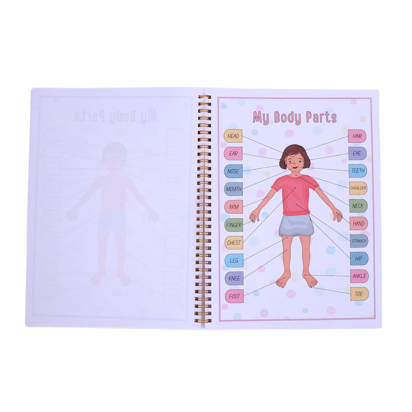 Libro Interactivo de Anatomía del Cuerpo Humano