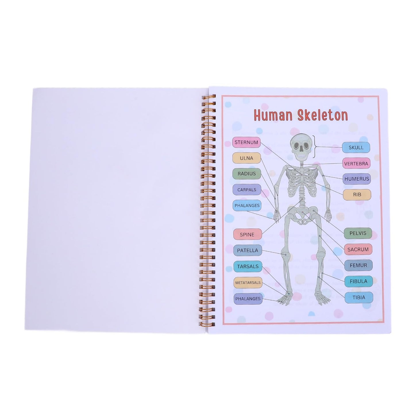 Libro Interactivo de Anatomía del Cuerpo Humano