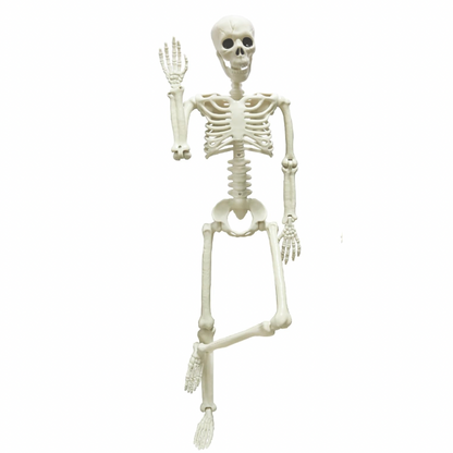 Esqueleto sistema óseo